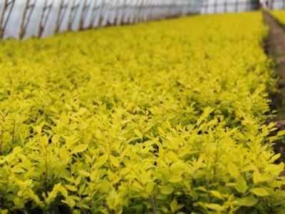 夏季種植金葉榆有哪些注意事項(xiàng)？