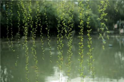 垂柳應(yīng)該要怎么進(jìn)行修剪？ 需要注意哪里事項？