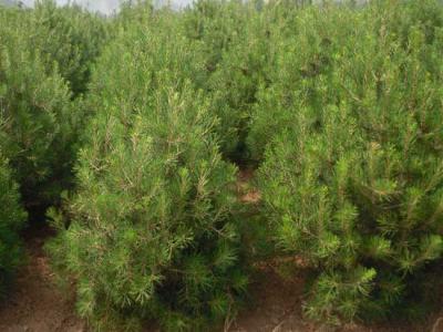 白皮松有什么用途？