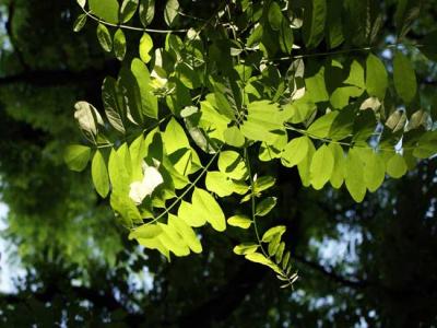 槐樹都有哪些品種？