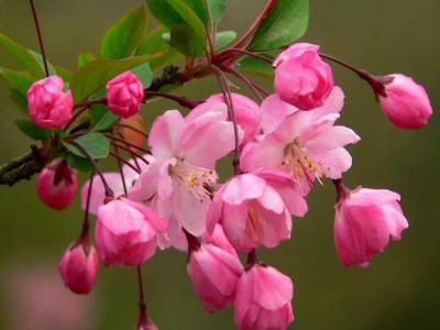 海棠四品指的是哪些品種？