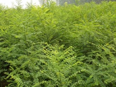 我國的國槐產(chǎn)地分布都有哪些？