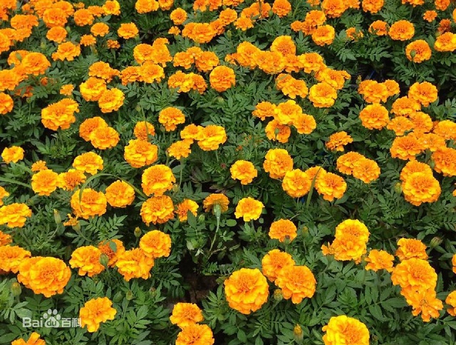 爽朗活潑的孔雀草，居然被向日葵搶去了本名！