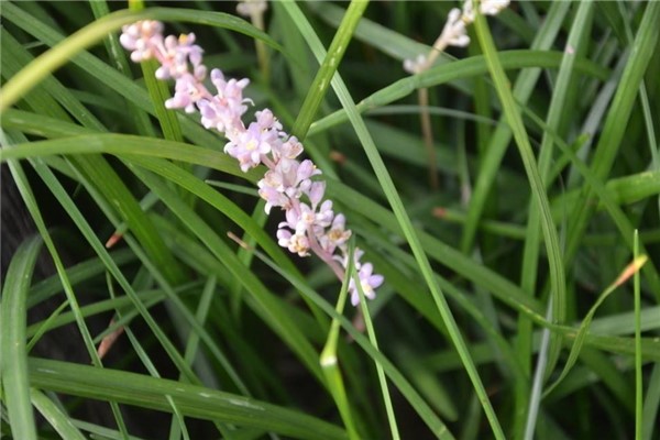 麥冬草的養(yǎng)殖方法和注意事項(xiàng) 麥冬草的養(yǎng)殖方法和注意事項(xiàng)