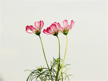 格?；破諘r間：波斯菊可以是！