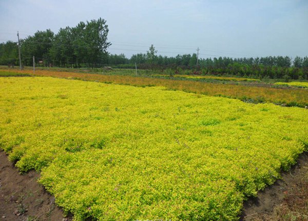 金山繡線菊?qǐng)D片