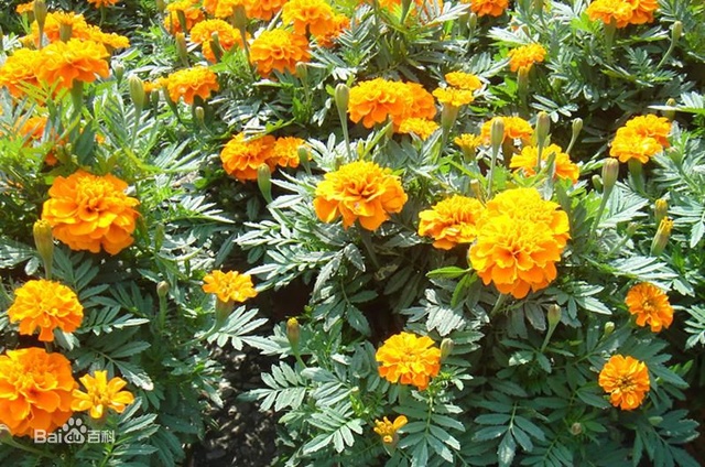 爽朗活潑的孔雀草，居然被向日葵搶去了本名！