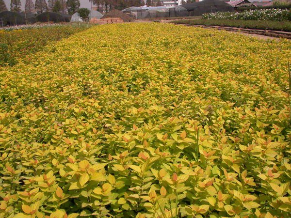 金山繡線菊?qǐng)D片