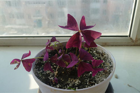 酢漿草的修剪方法 酢漿草的修剪方法