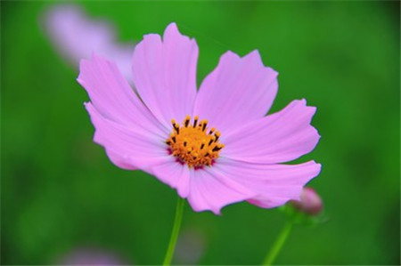 波斯菊和格?；ǖ降子惺裁磪^(qū)別