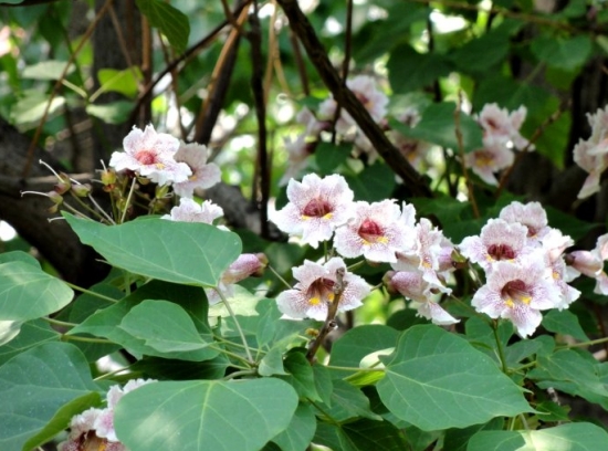 楸樹的養(yǎng)殖方法及注意事項