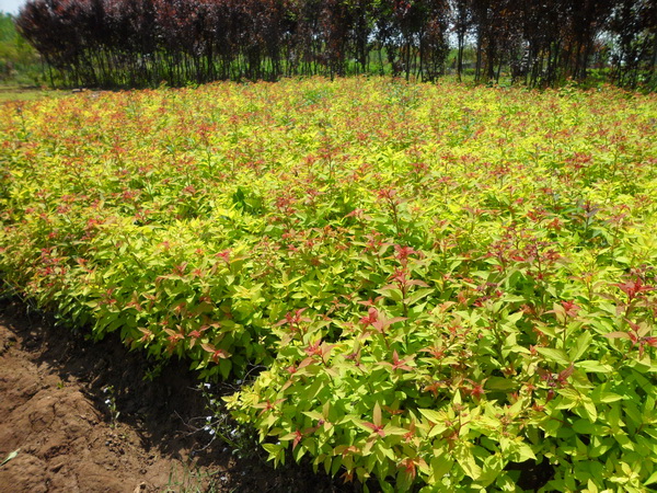 金山繡線菊?qǐng)D片