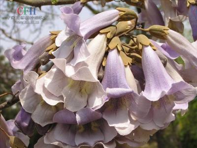 泡桐有哪些品種？