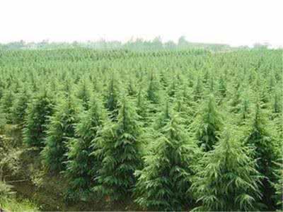苗木行業(yè)還有“金礦”，轉(zhuǎn)對(duì)思路就能挖到
