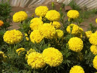 萬壽菊的花語是什么？