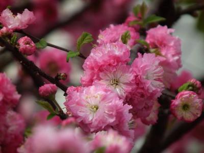 榆葉梅都有哪些品種?