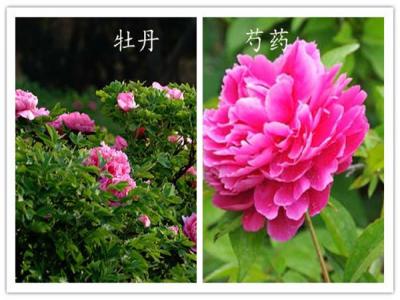 如何分辨牡丹和芍藥？