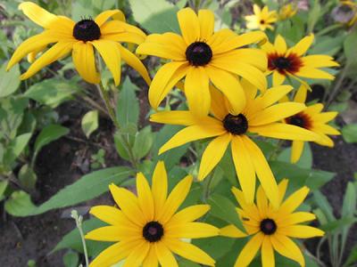  黑心菊怎么種，如何進(jìn)行修剪？