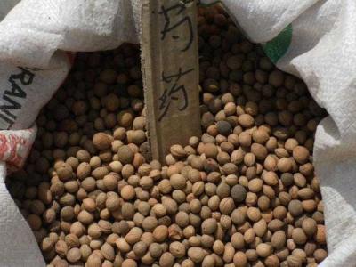 芍藥種子怎么種植？