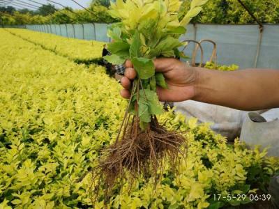 金葉榆小苗多少錢(qián)一棵，最新價(jià)格是多少？