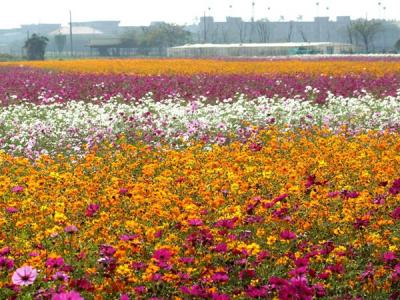 波斯菊的花語(yǔ)是什么？