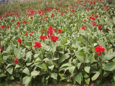 美人蕉品種有哪些?