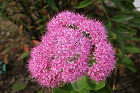 八寶景天觀賞價(jià)值 八寶景天觀賞價(jià)值