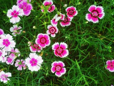 常夏石竹怎么養(yǎng)？