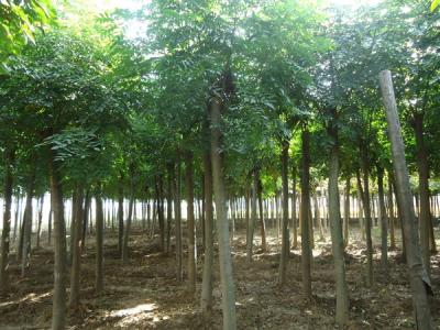 欒樹多少錢一棵？