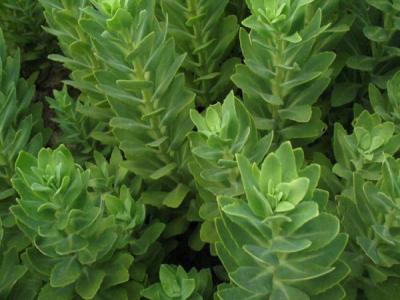 八寶景天有毒嗎？