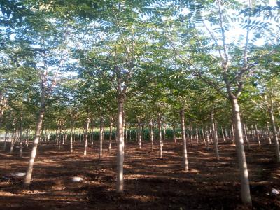 千頭椿和臭椿有什么區(qū)別？