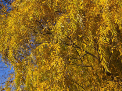 黃柳樹(shù)具有哪些方面的特點(diǎn)呢