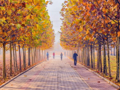 村民廣泛種植法桐可以解決經(jīng)濟(jì)問(wèn)題