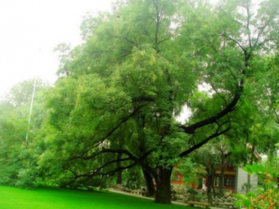 種植國(guó)槐的整體利用價(jià)值有哪些?