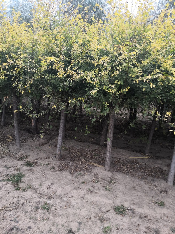 矮接金葉榆 矮接金葉榆