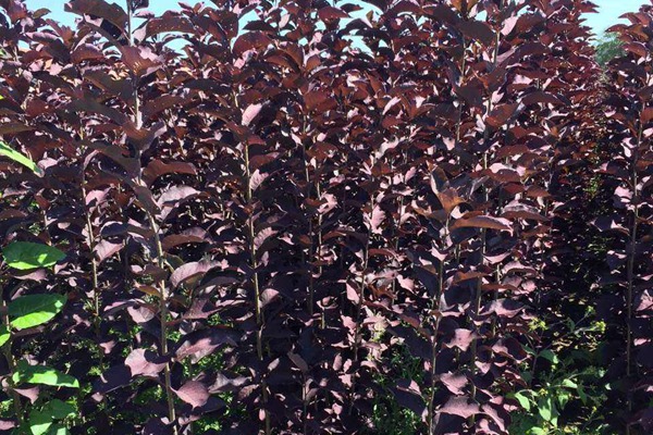 觀賞價值的紫葉李，應該如何養(yǎng)護