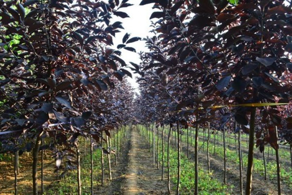 觀賞價值的紫葉李，應該如何養(yǎng)護