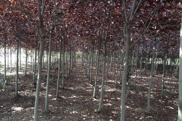 觀賞價值的紫葉李，應該如何養(yǎng)護