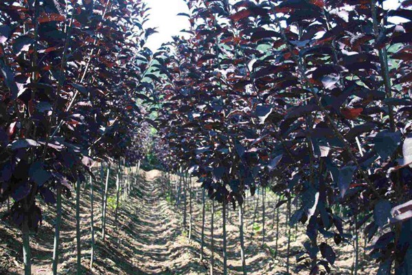 觀賞價值的紫葉李，應該如何養(yǎng)護