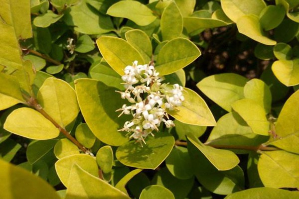 金葉女貞和金森女貞有什么區(qū)別 金葉女貞和金森女貞有什么區(qū)別