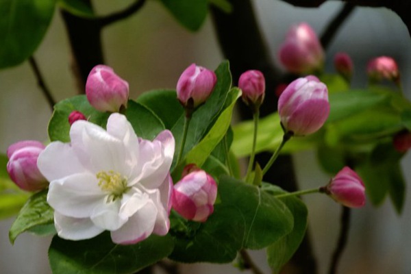 1542244494367675.jpg 西府海棠花