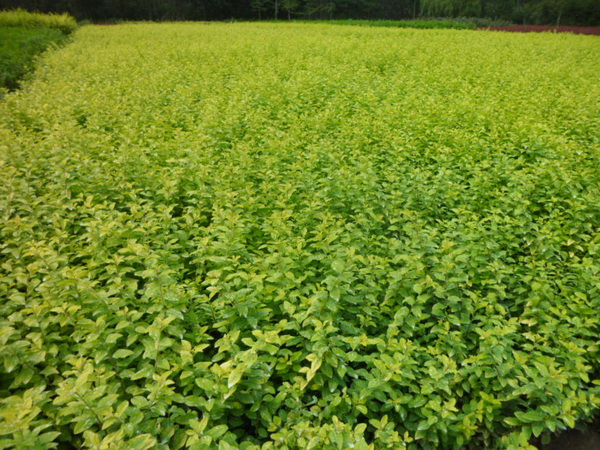 金葉女貞 金葉女貞