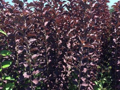 觀賞價(jià)值非常高的紅葉李，應(yīng)該如何養(yǎng)護(hù)