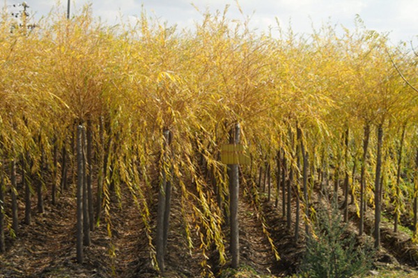 1552571479431757.jpg 金絲垂柳和金枝垂柳之間的區(qū)別是什么