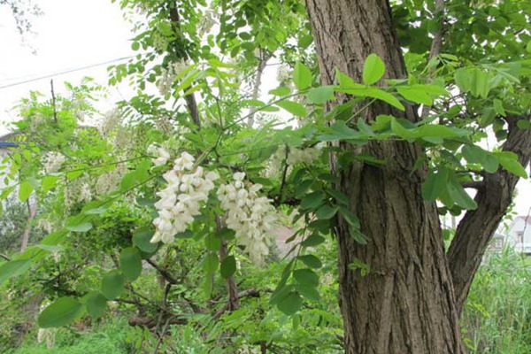 1552656361880262.jpg 國槐