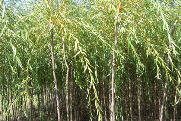 金絲垂柳是嫁接的嗎？