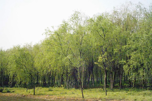 金絲垂柳是嫁接的嗎？