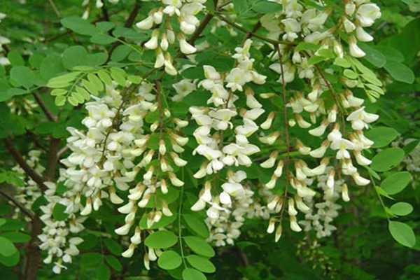 1553524700746640.jpg 國槐花茶的功效與作用