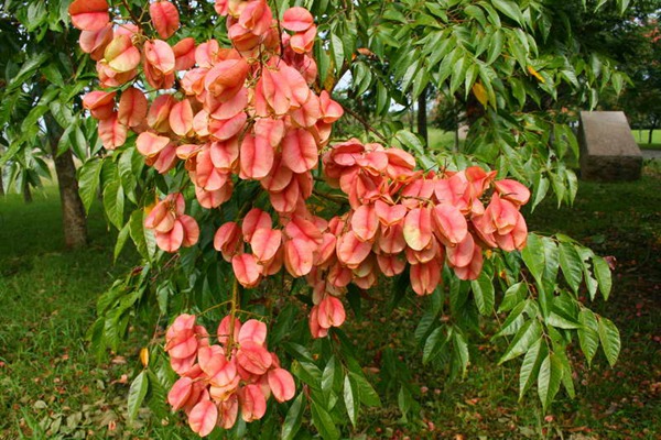 欒樹什么時(shí)候開花，花期多久