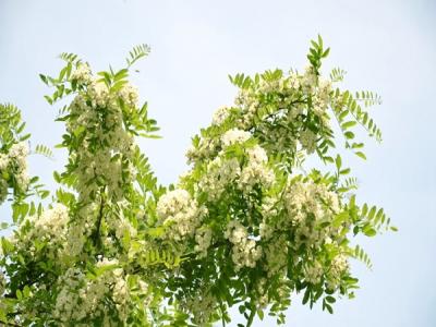 刺槐樹和國槐樹之間的區(qū)別(多圖對比)